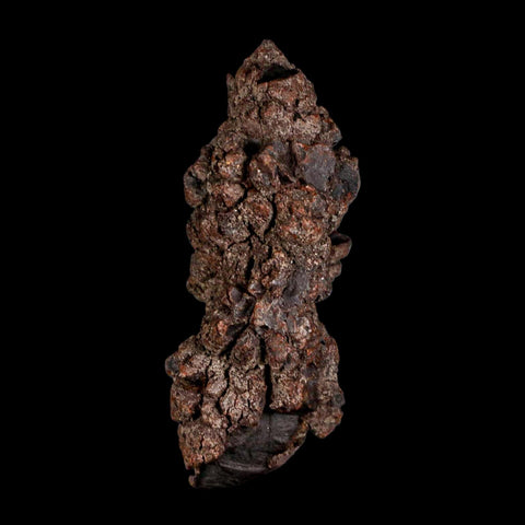 3.2" Prehistoric Coprolite Fossil Specimen Poop Dung Miocene Madagascar - Fossil Age Minerals