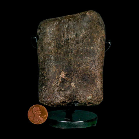 3.6" Hypacrosaurus Dinosaur Fossil Toe Bone Two Medicine FM Montana COA Stand - Fossil Age Minerals