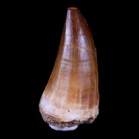 XL 2.4" Mosasaur Prognathodon Fossil Tooth Cretaceous Dinosaur Era COA & Stand