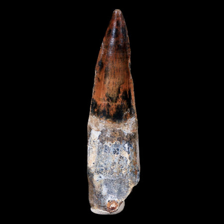 XL 3.2" Spinosaurus Fossil Tooth 100 Mil Yrs Old Cretaceous Dinosaur COA & Stand
