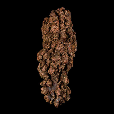 3.2" Prehistoric Coprolite Fossil Specimen Poop Dung Miocene Madagascar - Fossil Age Minerals