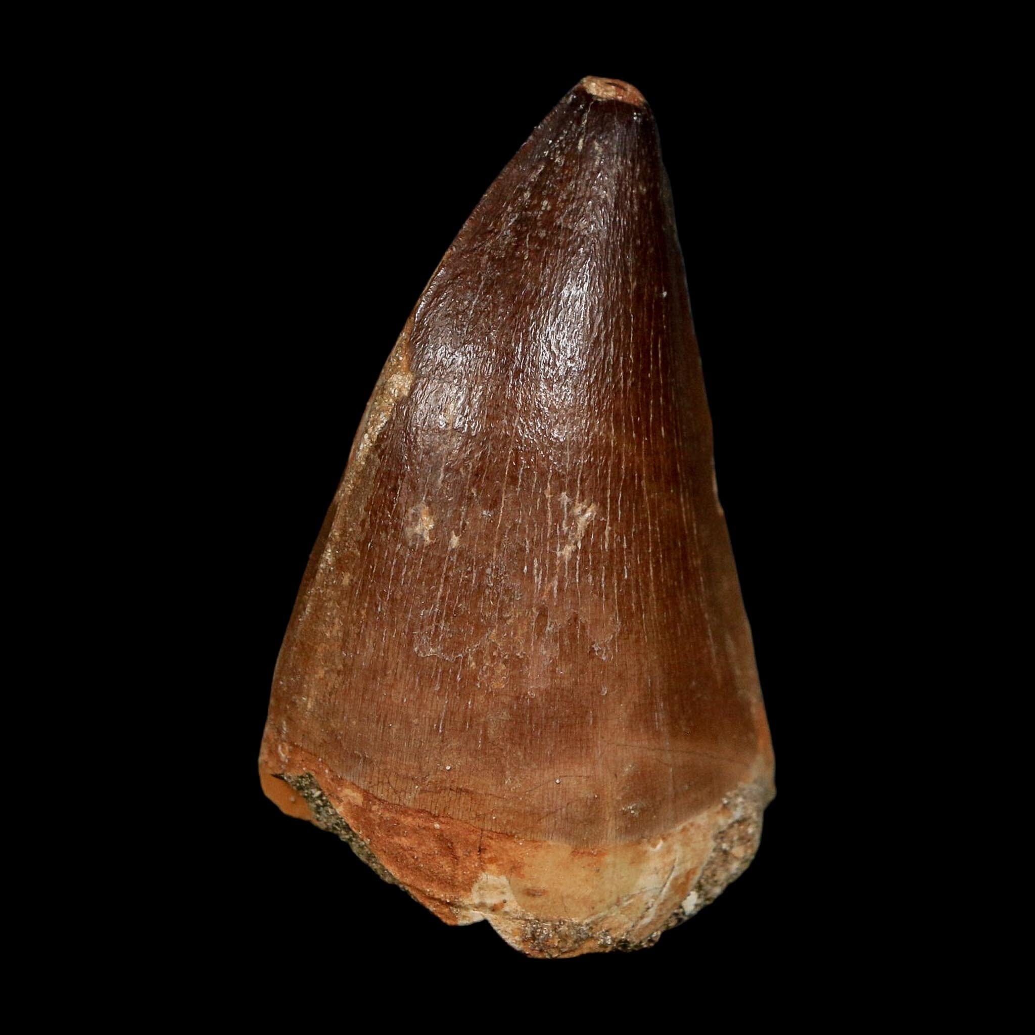 XL 2.3" Mosasaur Prognathodon Fossil Tooth Cretaceous Dinosaur Era COA, Stand - Fossil Age Minerals