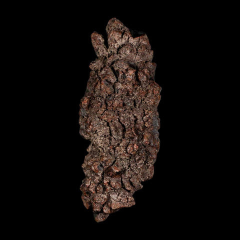3.2" Prehistoric Coprolite Fossil Specimen Poop Dung Miocene Madagascar - Fossil Age Minerals
