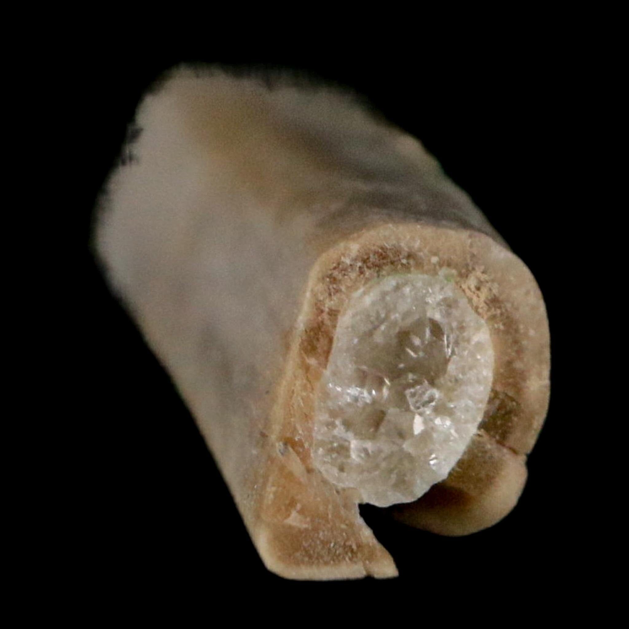 1.8" Rare Raptor Fossil Limb Bone Crystal Core Cretaceous Dinosaur Judith River FM MT