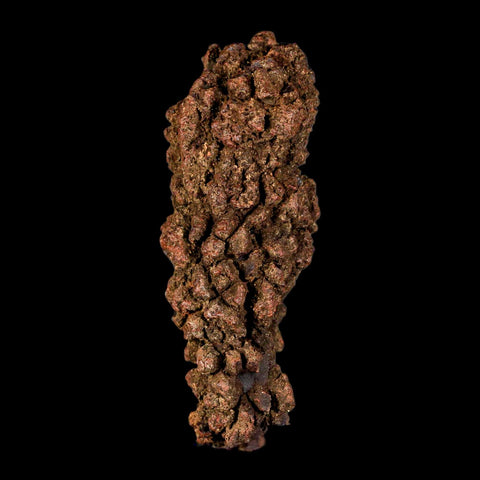 3.2" Prehistoric Coprolite Fossil Specimen Poop Dung Miocene Madagascar - Fossil Age Minerals