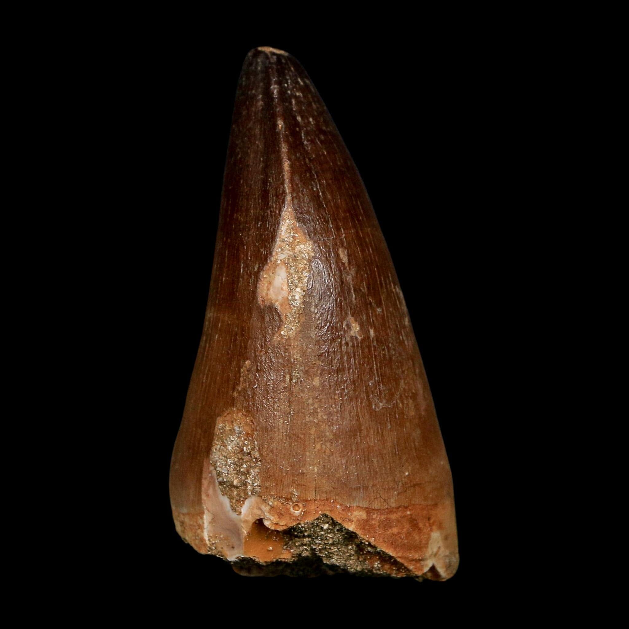 XL 2.3" Mosasaur Prognathodon Fossil Tooth Cretaceous Dinosaur Era COA, Stand - Fossil Age Minerals