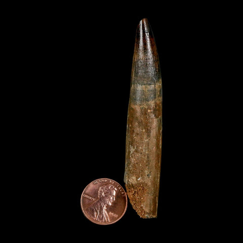 XL 3.1" Spinosaurus Fossil Tooth 100 Million Years Old Cretaceous Dinosaur COA - Fossil Age Minerals
