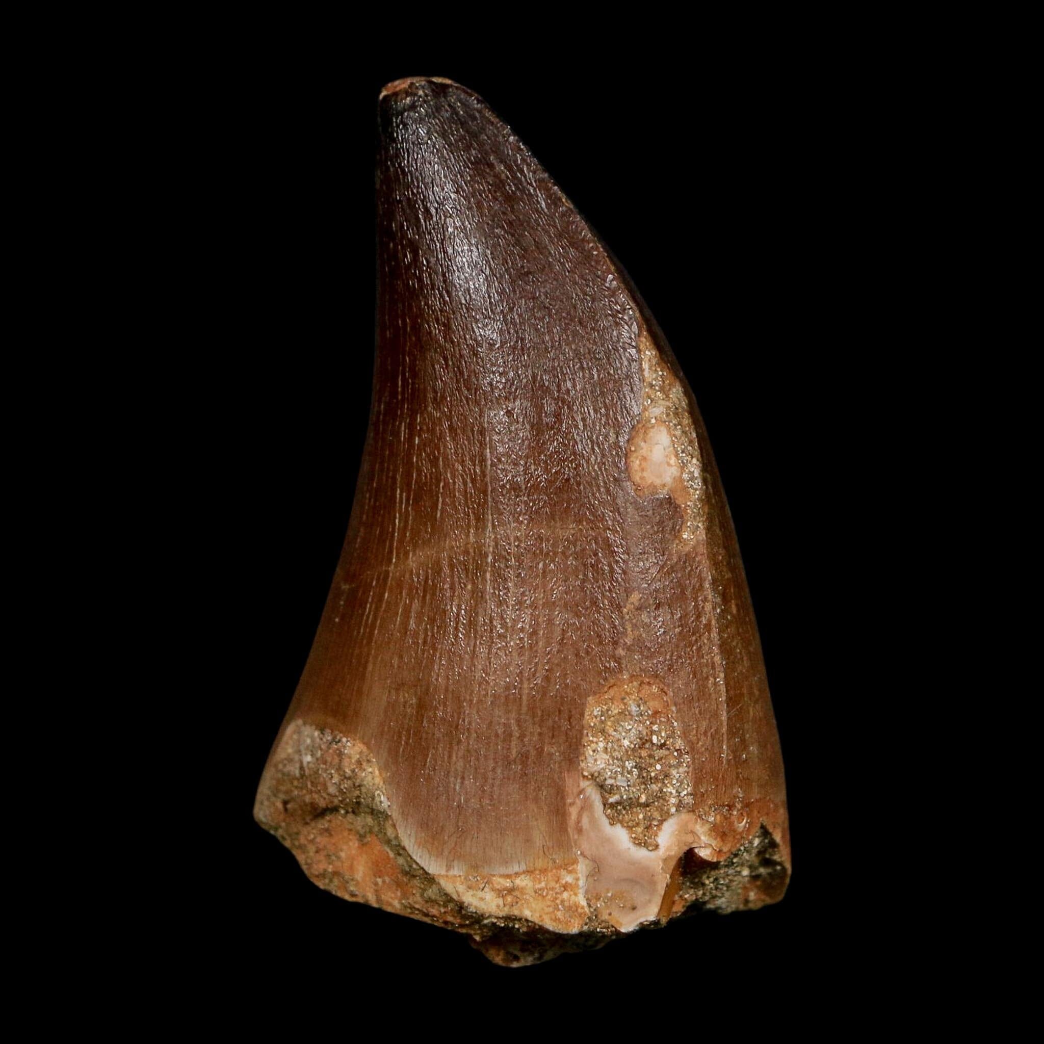 XL 2.3" Mosasaur Prognathodon Fossil Tooth Cretaceous Dinosaur Era COA, Stand - Fossil Age Minerals