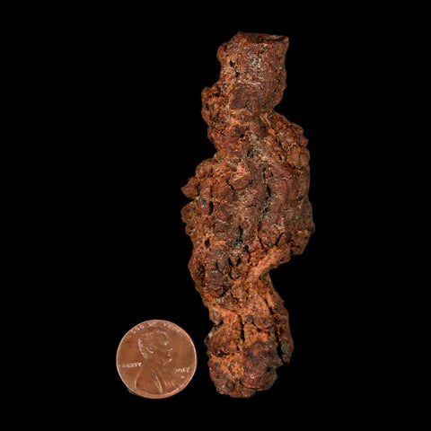 3.3" Prehistoric Coprolite Fossil Specimen Poop Dung Miocene Madagascar - Fossil Age Minerals