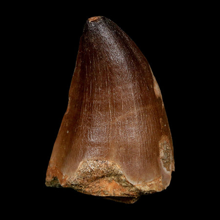 XL 2.3" Mosasaur Prognathodon Fossil Tooth Cretaceous Dinosaur Era COA, Stand