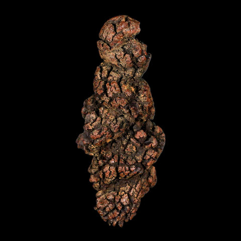 3.2" Prehistoric Coprolite Fossil Specimen Poop Dung Miocene Madagascar - Fossil Age Minerals