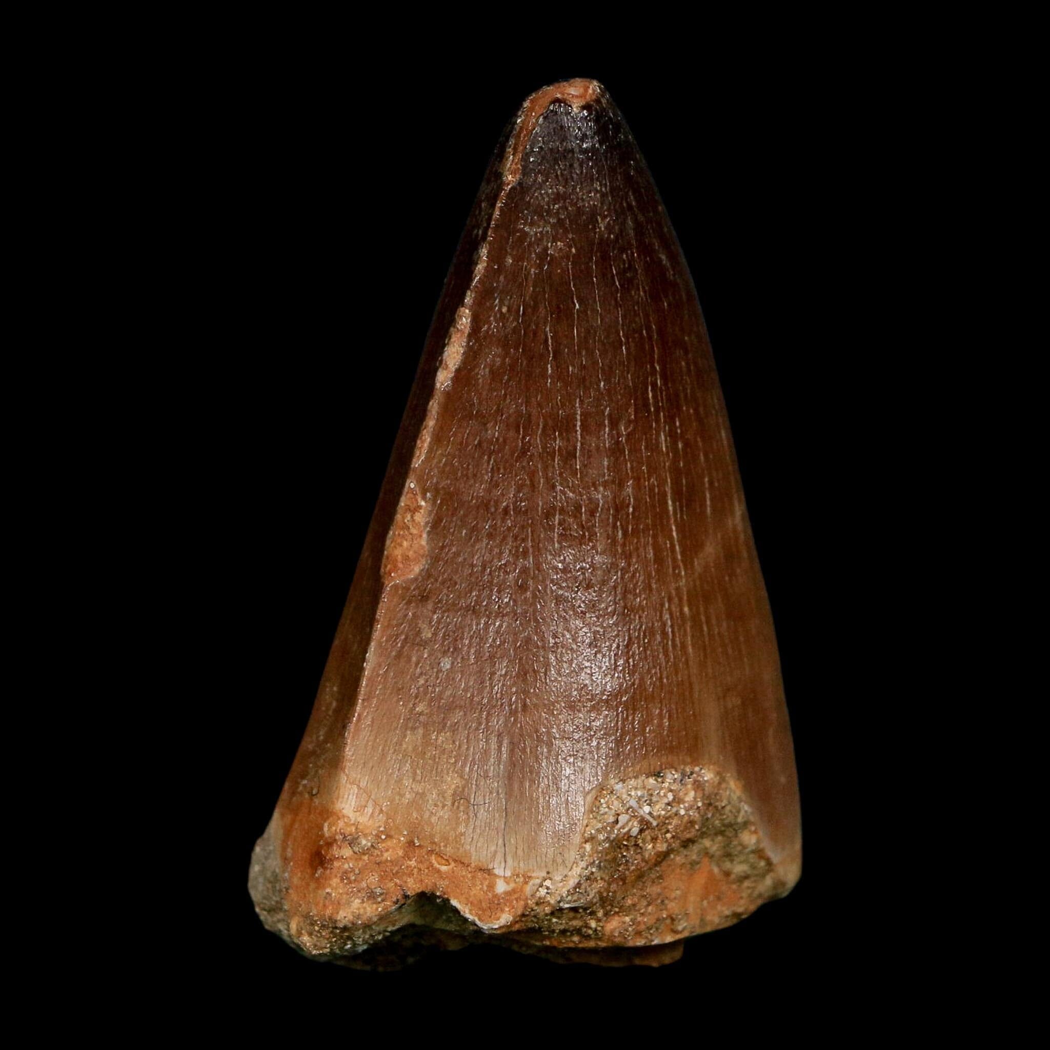 XL 2.3" Mosasaur Prognathodon Fossil Tooth Cretaceous Dinosaur Era COA, Stand - Fossil Age Minerals