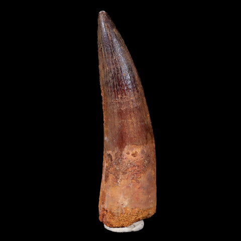 XL 3.2" Spinosaurus Fossil Tooth 100 Mil Yrs Old Cretaceous Dinosaur COA & Stand - Fossil Age Minerals
