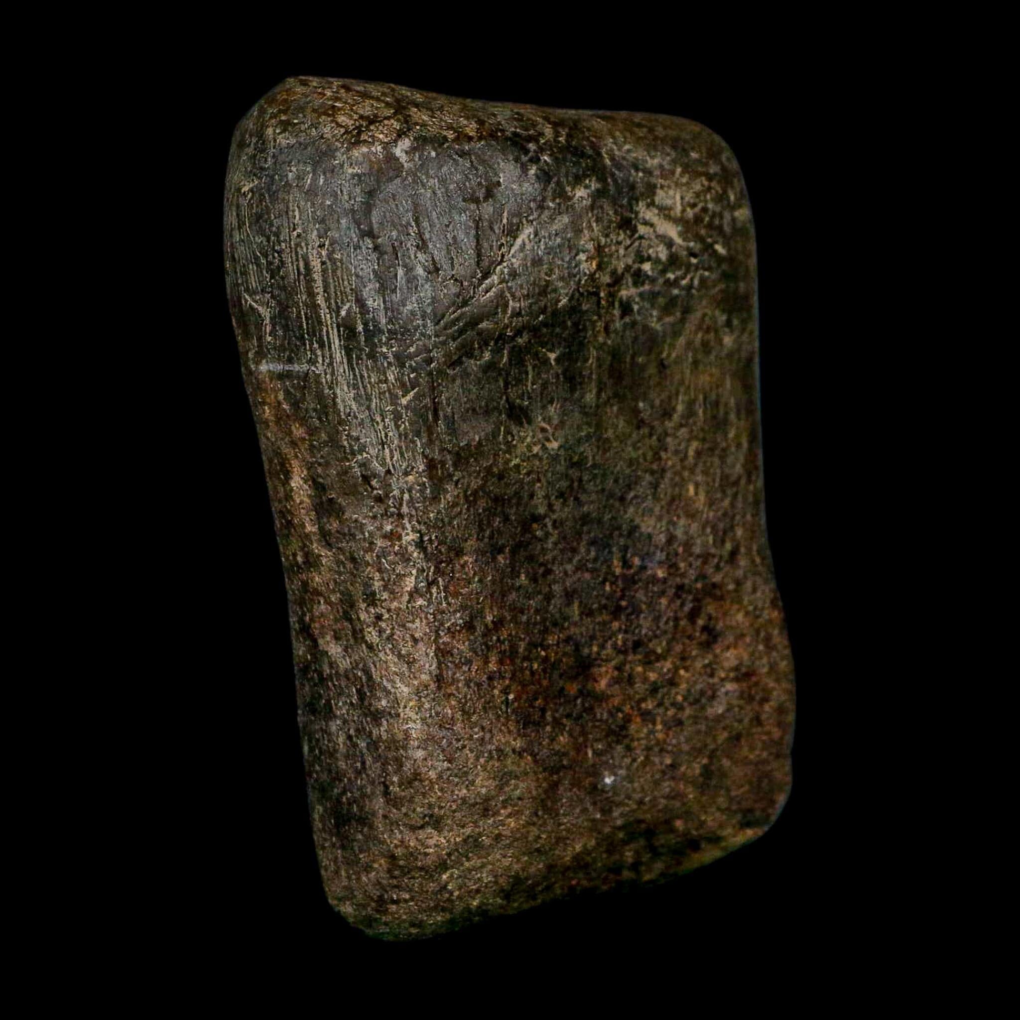 3.6" Hypacrosaurus Dinosaur Fossil Toe Bone Two Medicine FM Montana COA Stand - Fossil Age Minerals