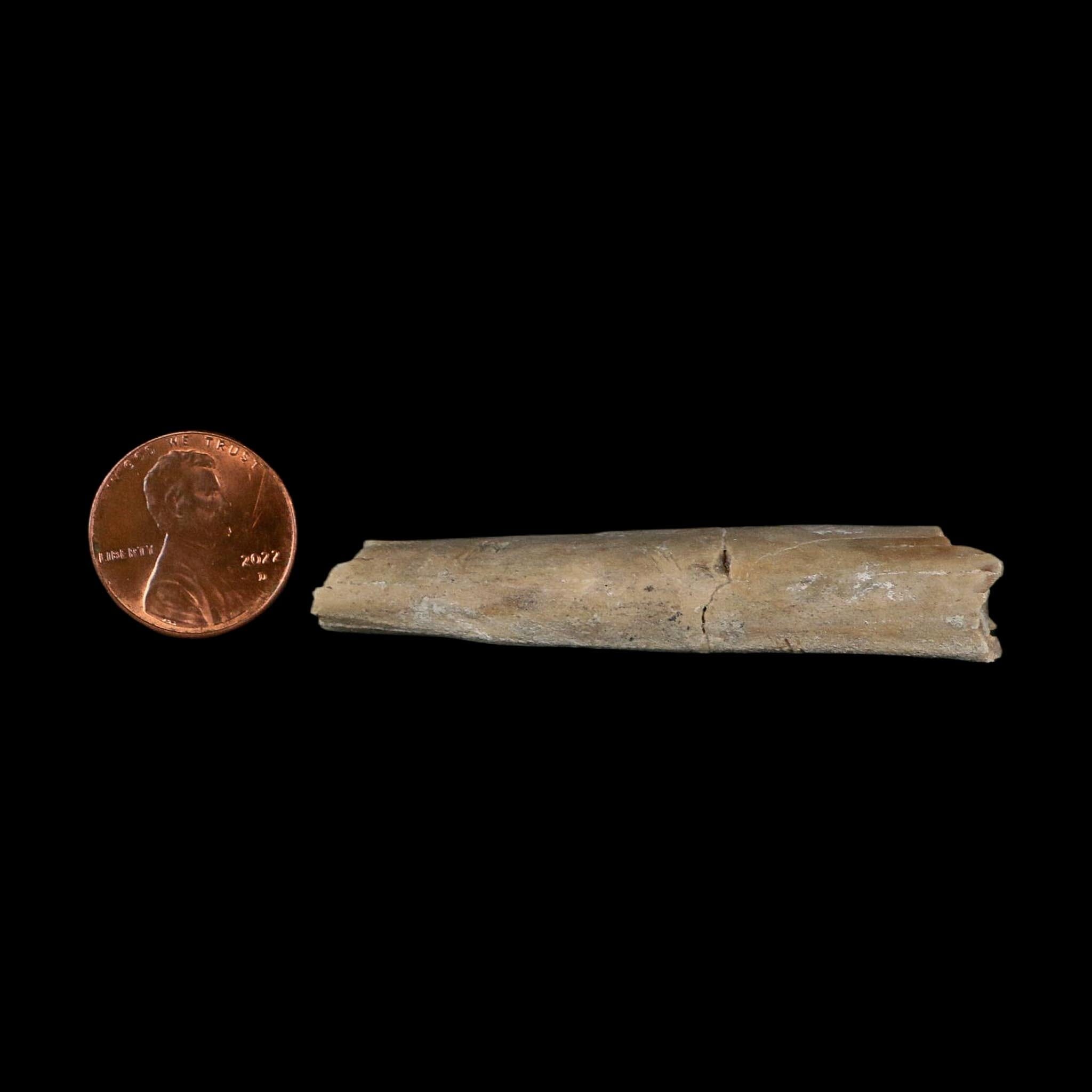 2.4" Rare Raptor Fossil Limb Bone Crystal Core Cretaceous Dinosaur Judith River FM MT
