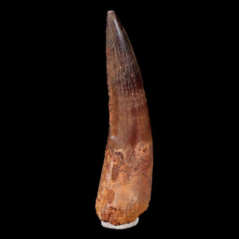 XL 3.2" Spinosaurus Fossil Tooth 100 Mil Yrs Old Cretaceous Dinosaur COA & Stand - Fossil Age Minerals