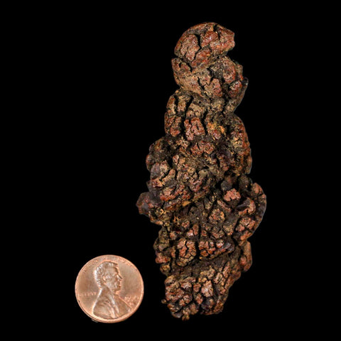 3.2" Prehistoric Coprolite Fossil Specimen Poop Dung Miocene Madagascar - Fossil Age Minerals