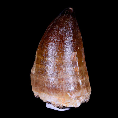 XL 2.5" Mosasaur Prognathodon Fossil Tooth Cretaceous Dinosaur Era COA & Stand