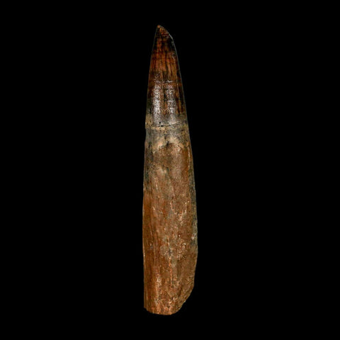 XL 3.1" Spinosaurus Fossil Tooth 100 Million Years Old Cretaceous Dinosaur COA - Fossil Age Minerals