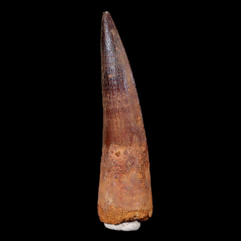 XL 3.2" Spinosaurus Fossil Tooth 100 Mil Yrs Old Cretaceous Dinosaur COA & Stand - Fossil Age Minerals