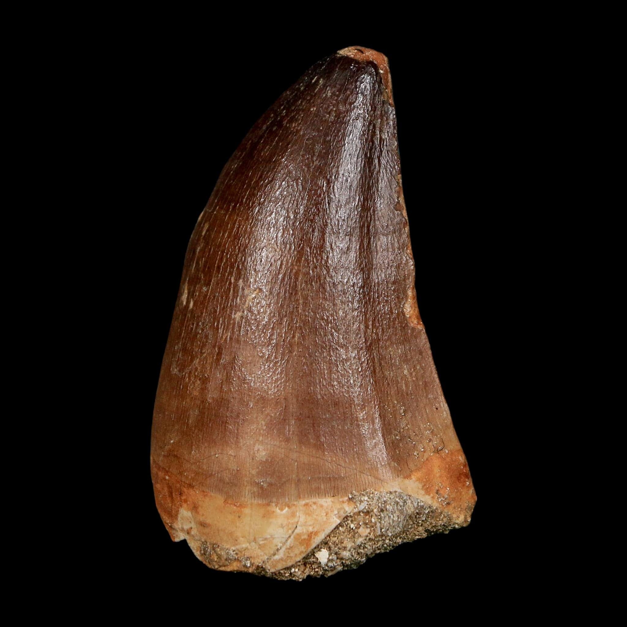 XL 2.3" Mosasaur Prognathodon Fossil Tooth Cretaceous Dinosaur Era COA, Stand - Fossil Age Minerals