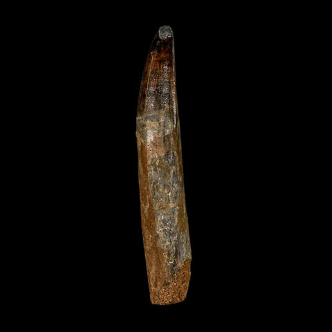 XL 3.1" Spinosaurus Fossil Tooth 100 Million Years Old Cretaceous Dinosaur COA - Fossil Age Minerals