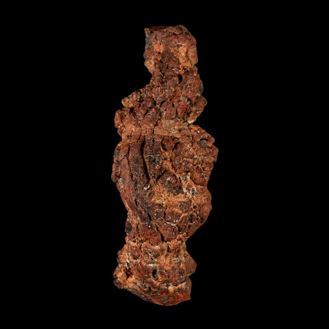 3.3" Prehistoric Coprolite Fossil Specimen Poop Dung Miocene Madagascar - Fossil Age Minerals