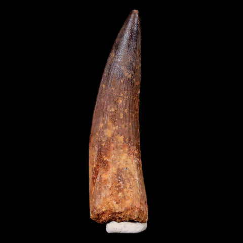 XL 3.2" Spinosaurus Fossil Tooth 100 Mil Yrs Old Cretaceous Dinosaur COA & Stand - Fossil Age Minerals