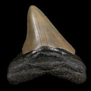 3" Quality Megalodon Shark Tooth Serrated Fossil Natural Miocene Age COA