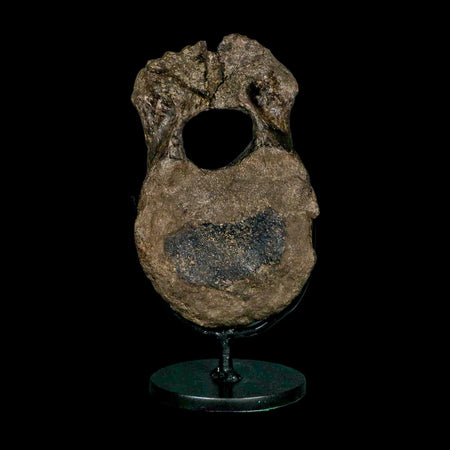 5.4" Hypacrosaurus Dinosaur Fossil Vertebrae Bone Two Medicine FM MT COA Stand