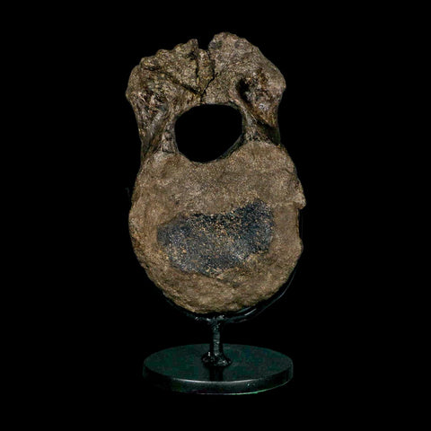 5.4" Hypacrosaurus Dinosaur Fossil Vertebrae Bone Two Medicine FM MT COA Stand