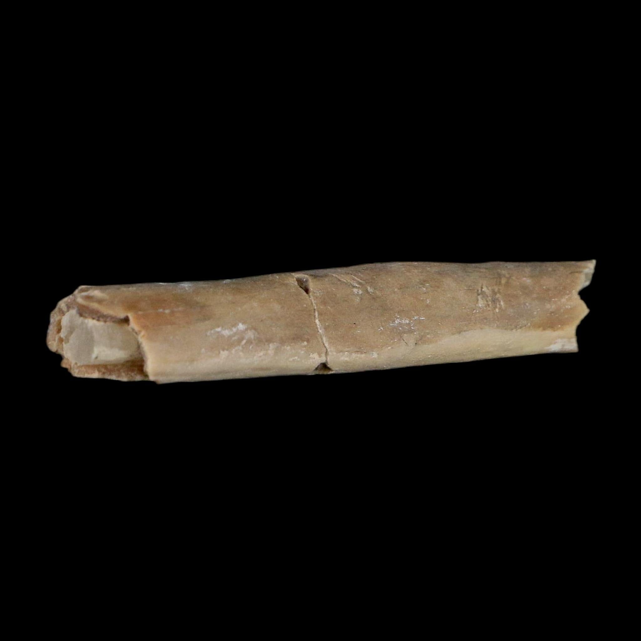 2.4" Rare Raptor Fossil Limb Bone Crystal Core Cretaceous Dinosaur Judith River FM MT