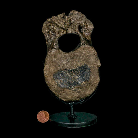 5.4" Hypacrosaurus Dinosaur Fossil Vertebrae Bone Two Medicine FM MT COA Stand