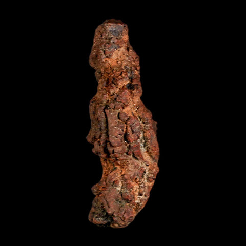 3.3" Prehistoric Coprolite Fossil Specimen Poop Dung Miocene Madagascar - Fossil Age Minerals