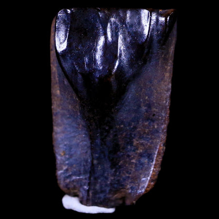 XL 0.7" Triceratops Fossil Tooth Hell Creek FM Cretaceous Dinosaur MT COA & Display