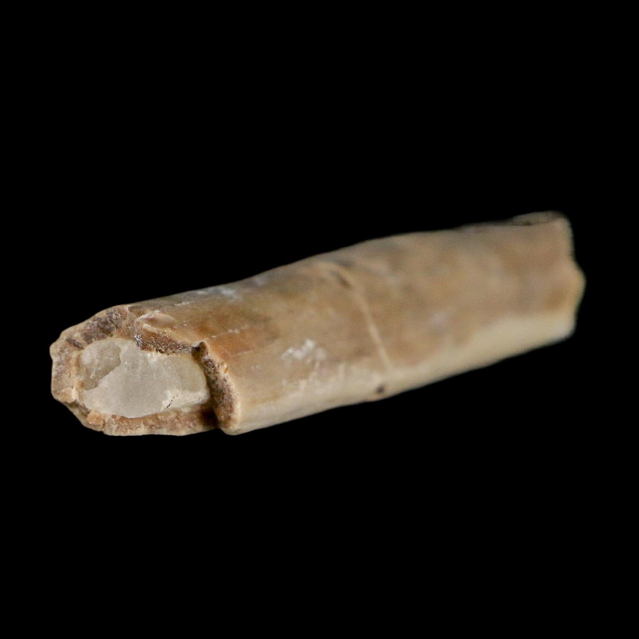 2.4" Rare Raptor Fossil Limb Bone Crystal Core Cretaceous Dinosaur Judith River FM MT