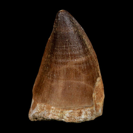 XL 2" Mosasaur Prognathodon Fossil Tooth Cretaceous Dinosaur Era COA, Stand