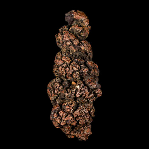 3.2" Prehistoric Coprolite Fossil Specimen Poop Dung Miocene Madagascar - Fossil Age Minerals