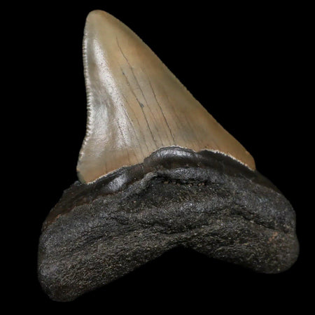 3" Quality Megalodon Shark Tooth Serrated Fossil Natural Miocene Age COA