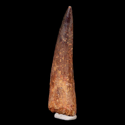 XL 3.2" Spinosaurus Fossil Tooth 100 Mil Yrs Old Cretaceous Dinosaur COA & Stand - Fossil Age Minerals