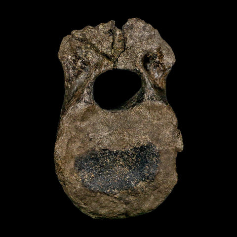 5.4" Hypacrosaurus Dinosaur Fossil Vertebrae Bone Two Medicine FM MT COA Stand