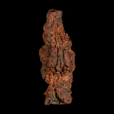3.3" Prehistoric Coprolite Fossil Specimen Poop Dung Miocene Madagascar - Fossil Age Minerals