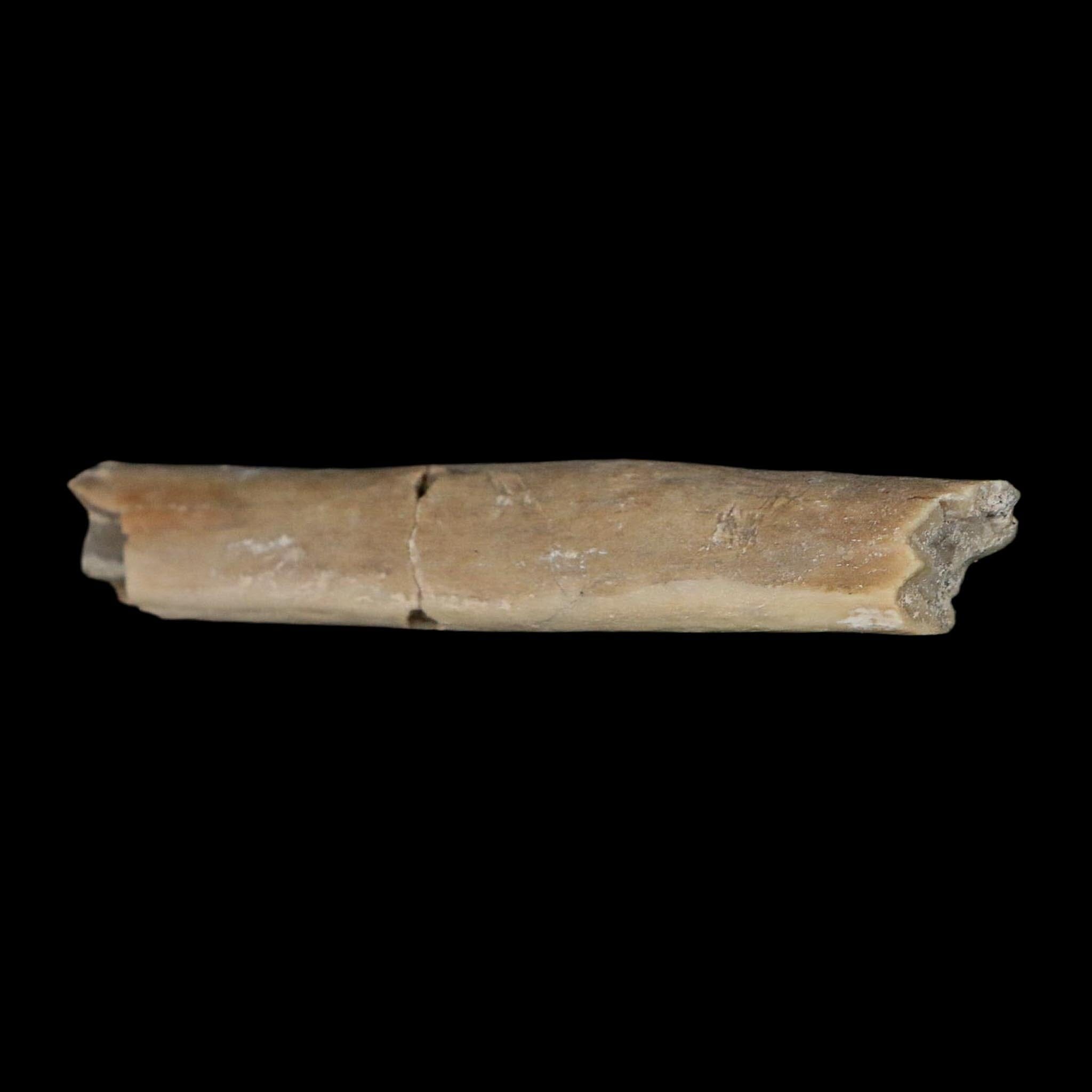 2.4" Rare Raptor Fossil Limb Bone Crystal Core Cretaceous Dinosaur Judith River FM MT