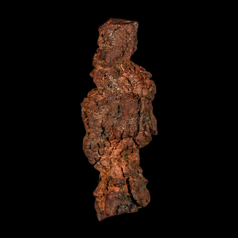 3.3" Prehistoric Coprolite Fossil Specimen Poop Dung Miocene Madagascar - Fossil Age Minerals