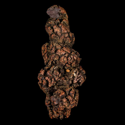 3.2" Prehistoric Coprolite Fossil Specimen Poop Dung Miocene Madagascar - Fossil Age Minerals