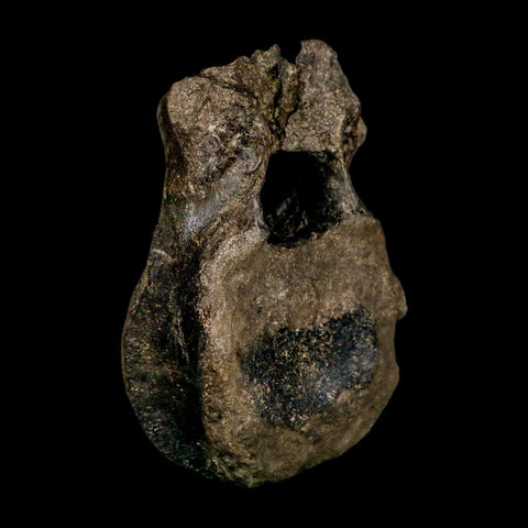 5.4" Hypacrosaurus Dinosaur Fossil Vertebrae Bone Two Medicine FM MT COA Stand