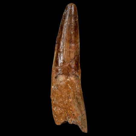 XL 3.5" Spinosaurus Fossil Tooth 100 Million Years Old Cretaceous Dinosaur COA