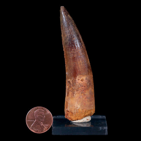 XL 3.2" Spinosaurus Fossil Tooth 100 Mil Yrs Old Cretaceous Dinosaur COA & Stand - Fossil Age Minerals