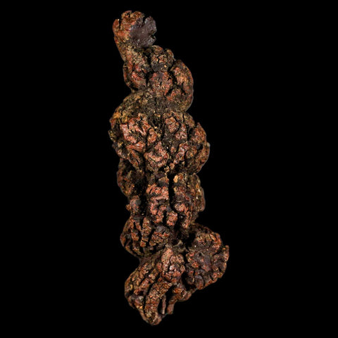 3.2" Prehistoric Coprolite Fossil Specimen Poop Dung Miocene Madagascar - Fossil Age Minerals