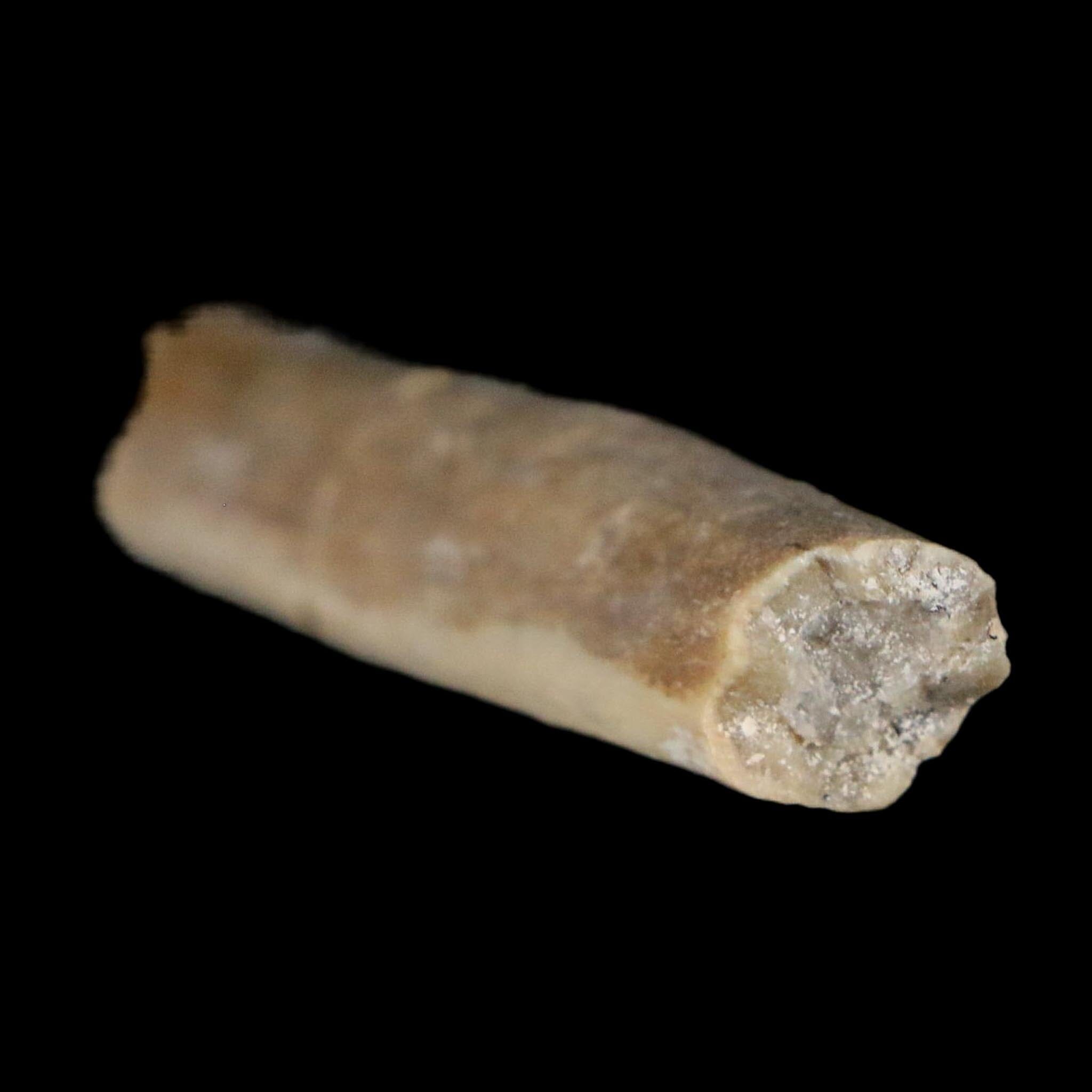 2.4" Rare Raptor Fossil Limb Bone Crystal Core Cretaceous Dinosaur Judith River FM MT
